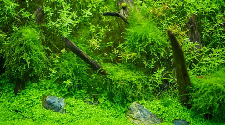 Aquarium Mosses Planted Tank