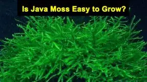 Is Java Moss Easy to Grow