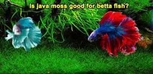 Is java moss good for betta fish