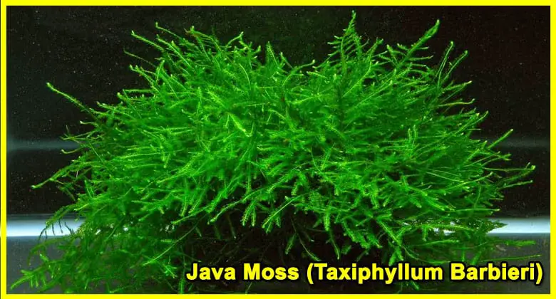 Java Moss (Taxiphyllum Barbieri)