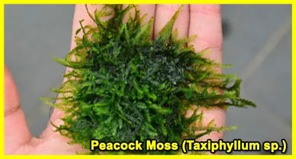 Peacock-Moss