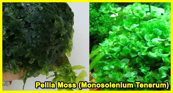Pellia-Moss