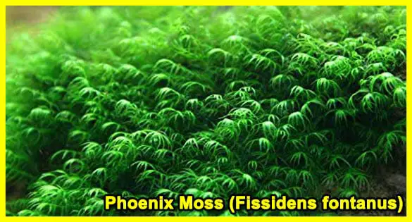 Phoenix Moss (Fissidens fontanus)