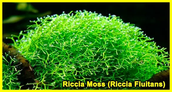 Riccia Moss (Riccia Fluitans)