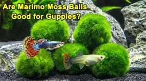 Moss Balls Good for Guppies