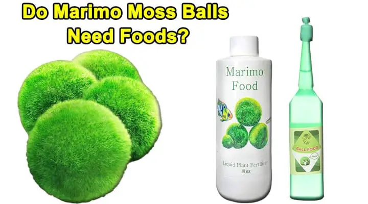 Moss Balls Foods