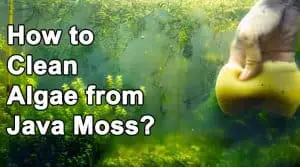 How to clean algae from java moss