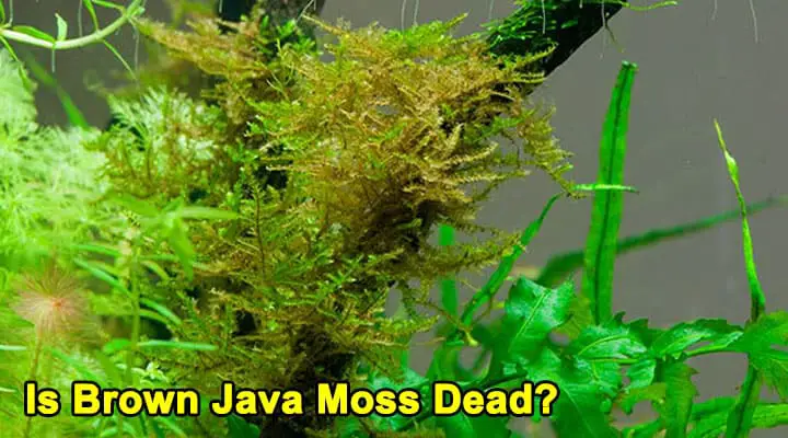 Is Brown Java Moss Dead