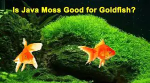 Is Java Moss Goos for Goldfish