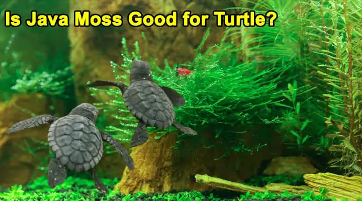 Is Java Moss Good for Turtle