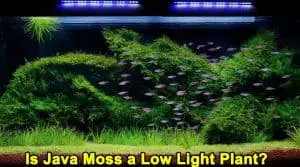 Is Java Moss a Low Light Plant