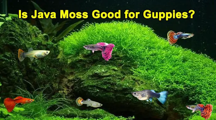Is Java moss good for guppies