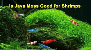 Is Java Moss Good for Shrimps