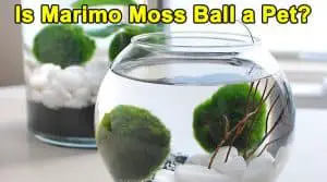 Is Marimo Moss Ball a Pet