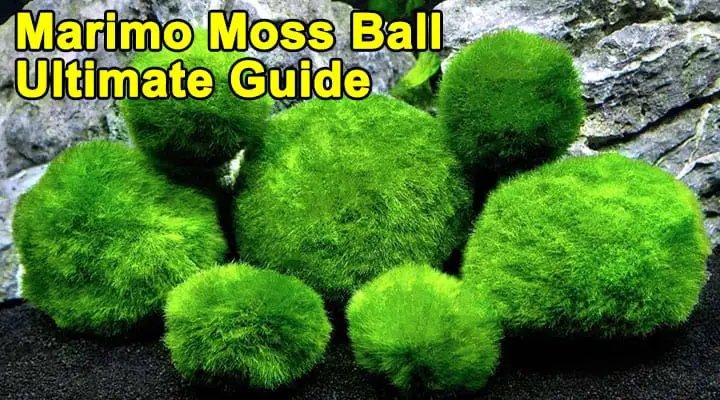 Marimo Moss Ball Ultimate Guide