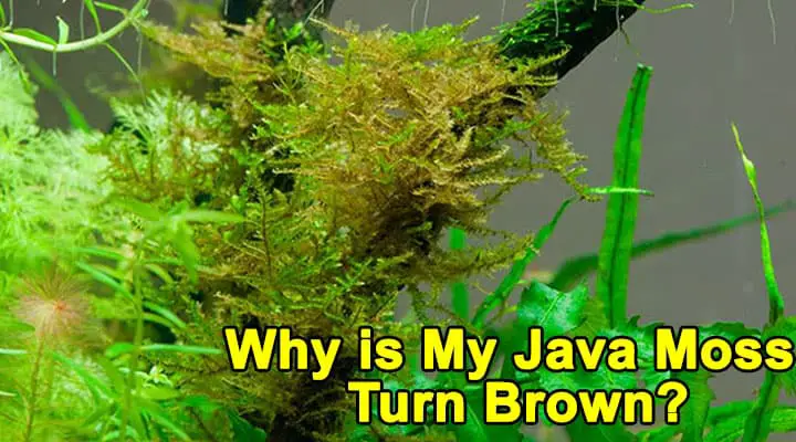 Why is my Java moss turn Brown?
