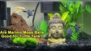 Are Marimo Moss Balls Good for Turtle Tanks