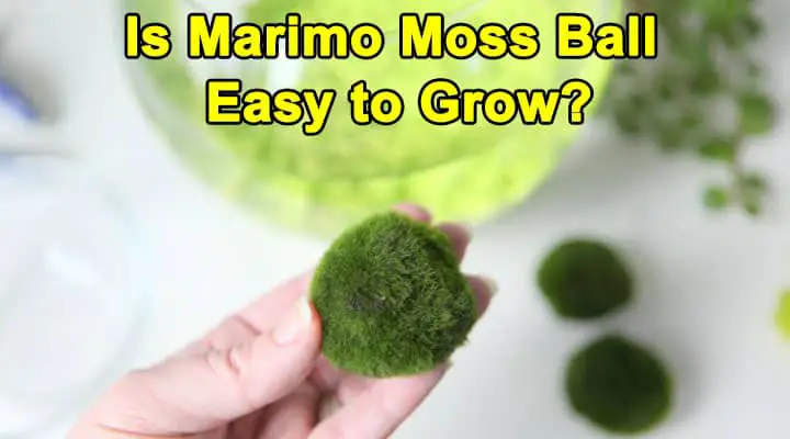 Is Marimo Moss Ball Easy to Grow?