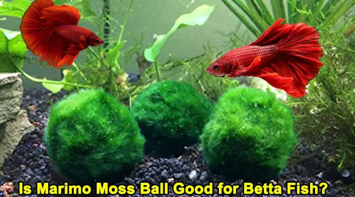 Is Marimo Moss Ball Good for Betta Fish? - Aquarium Plant Care