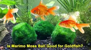 Is Marimo Moss Ball Good for Gold Fish?