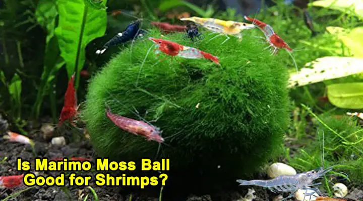 Snails 2 Balls per Pack JOR Marimo Balls for Shrimps More Than Just a Live Ball Aesthetically Beautiful Decor for Shrimps Perfect for Shrimps to Play and Feed on