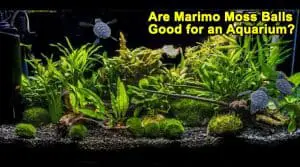 Are Marimo Moss Balls Good for an Aquarium?