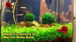 Water Conditions for Marimo Moss Balls