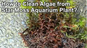 How to Clean Algae from Star Moss Aquarium Plant?