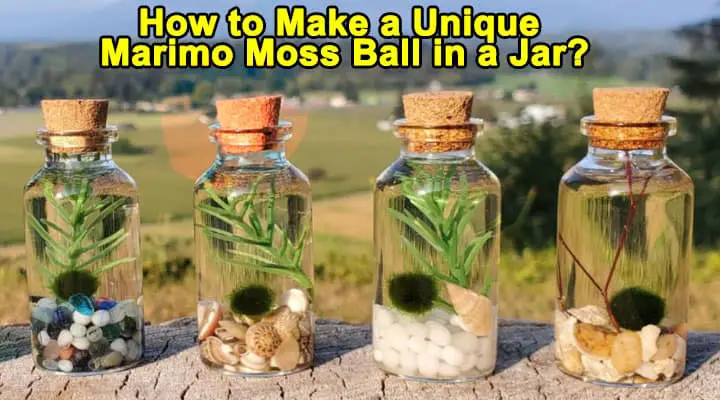 Marimo Moss Ball in a Jar