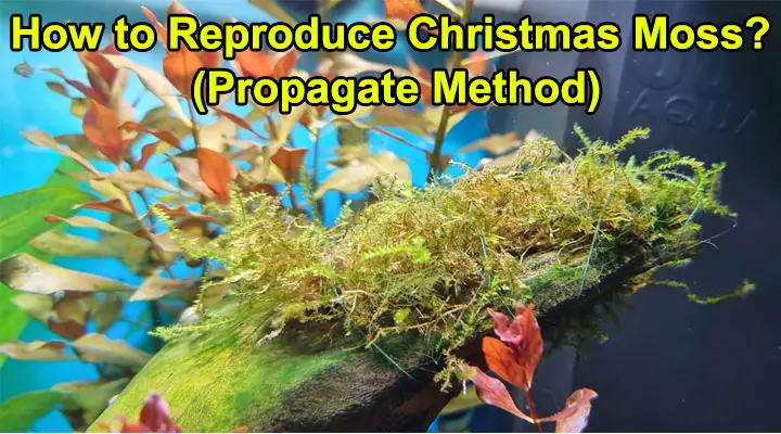Reproduce Christmas Moss