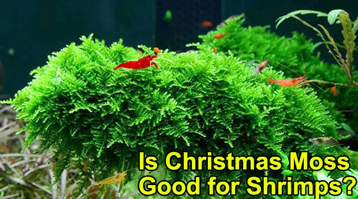 Is Christmas Moss Good For Shrimps