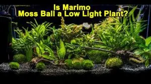 Marimo Moss Ball a Low Light Plant