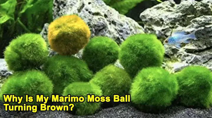 Why Is My Marimo Moss Ball Turning Brown