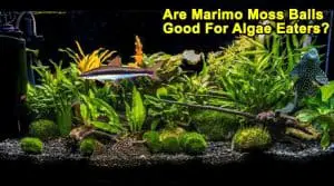 Are Marimo Moss Balls Good For Algae Eaters