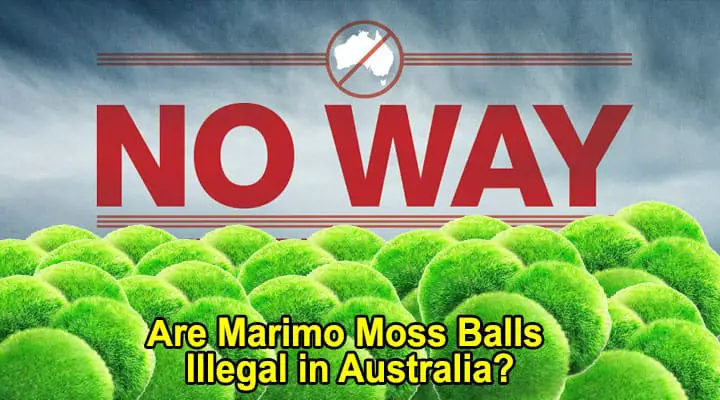 Are Marimo Moss Balls Illegal in Australia