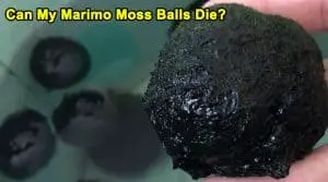 Can My Marimo Moss Balls Die