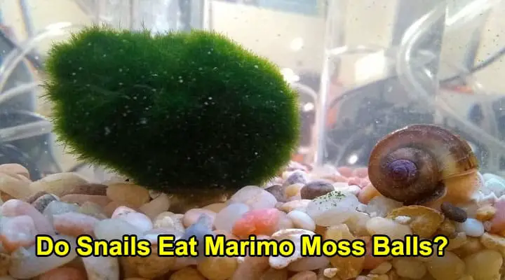 Do Snails Eat Marimo Moss Balls