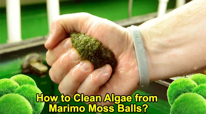 How to Clean Algae from Marimo Moss Balls