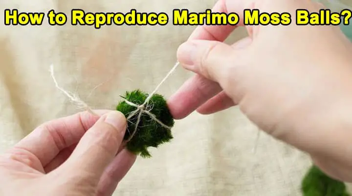 How to Reproduce Marimo Moss Balls