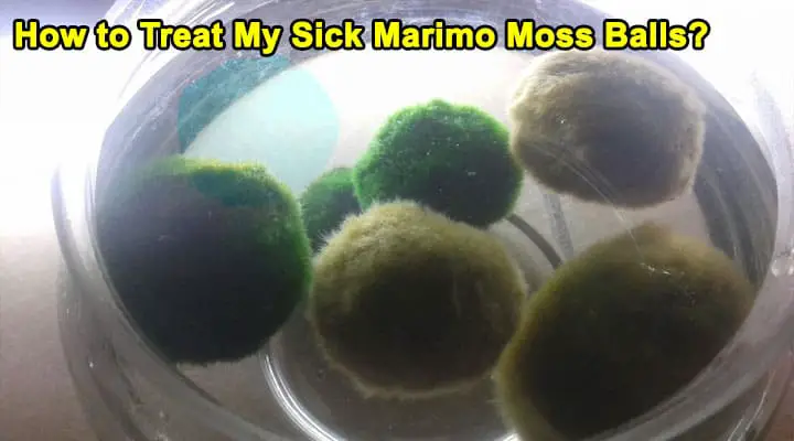 How to Treat My Sick Marimo Moss Balls
