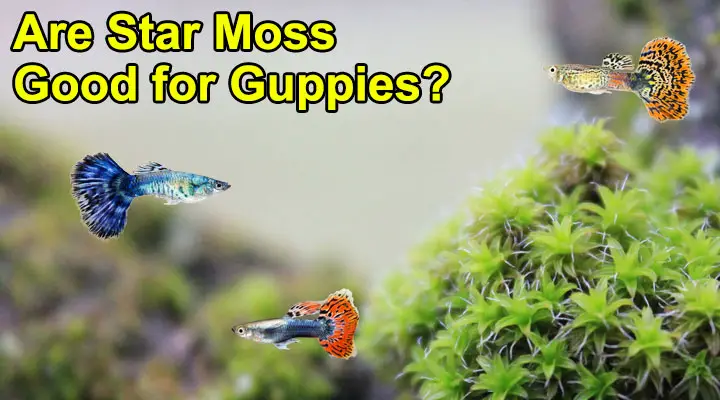 Are Star Moss Good for Guppies?