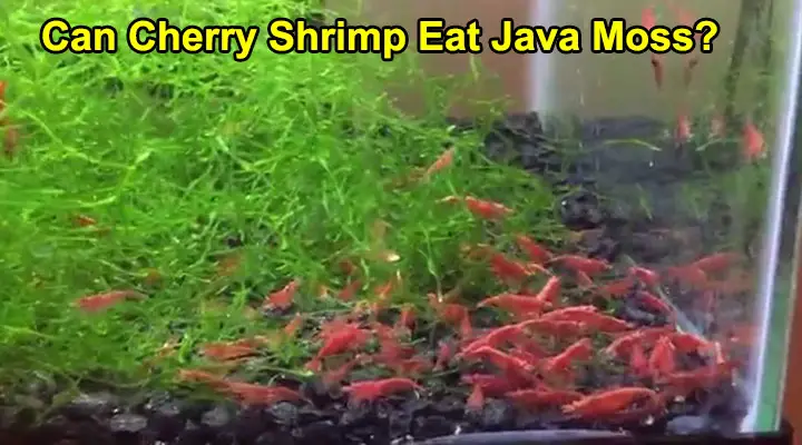 Can Cherry Shrimp Eat Java Moss