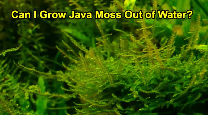 Can I Grow Java Moss Out of Water