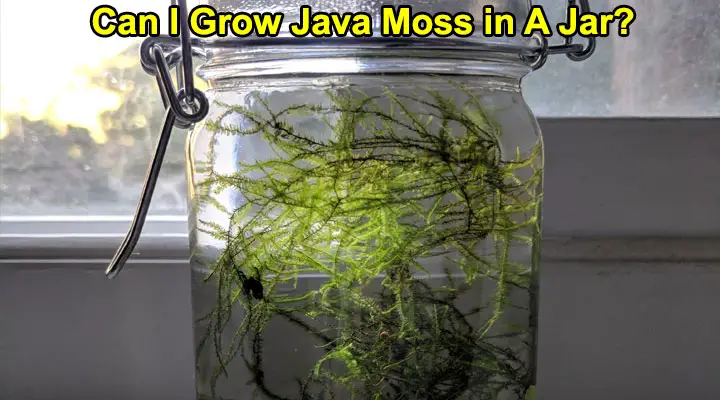 Can I Grow Java Moss in A Jar