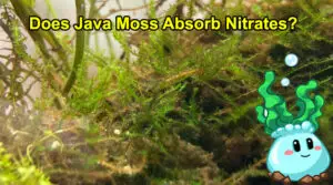 Does Java Moss Absorb Nitrates
