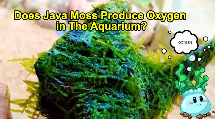 Does Java Moss Produce Oxygen in The Aquarium