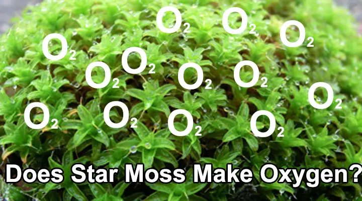 Does Star Moss make Oxygen