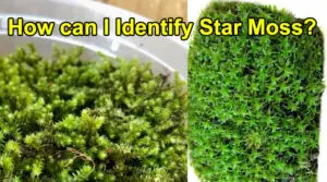 How can I Identify Star Moss