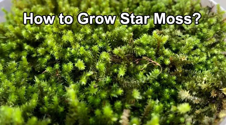 How to Grow Star Moss