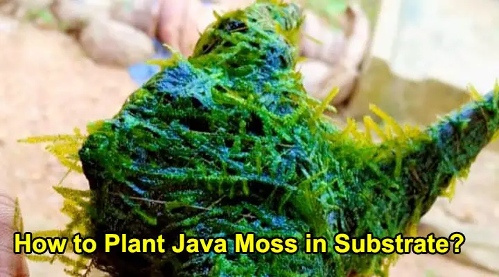 How to Plant Java Moss in Substrate